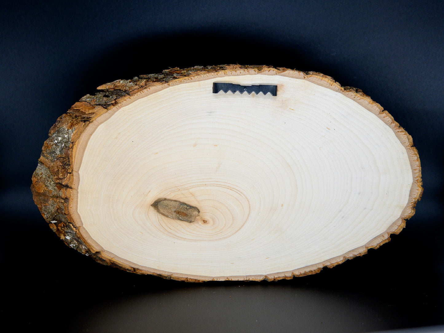 Dragon Wood Art, Sleeping Book Dragon Engraved on Basswood Oval with Live Edge